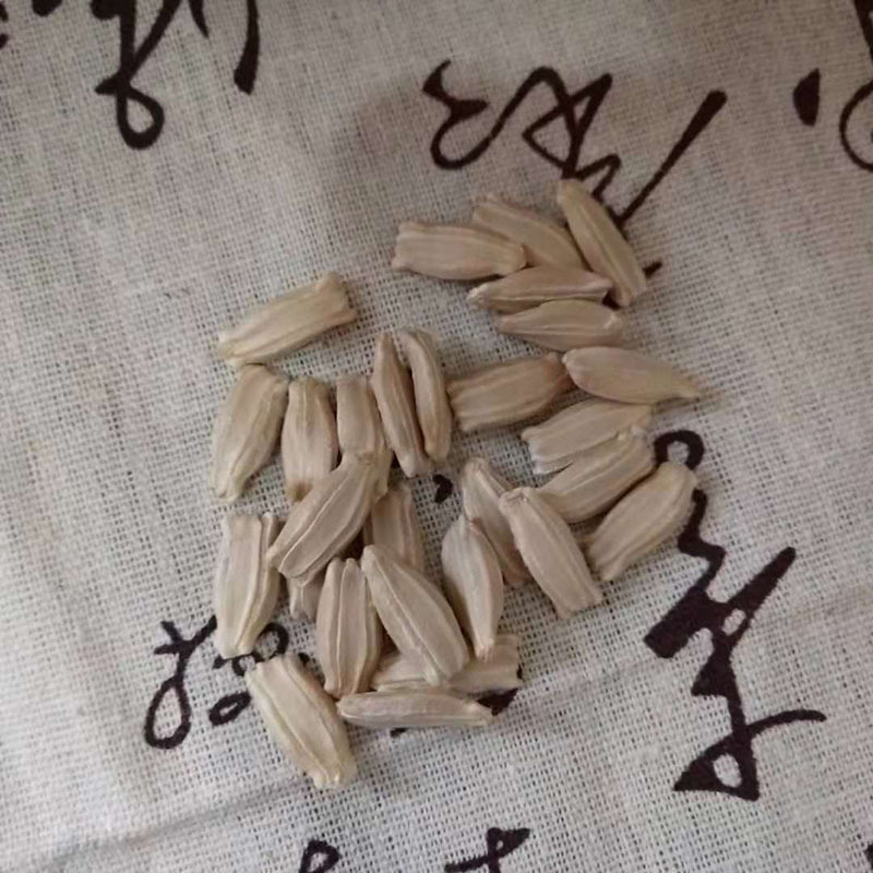 厂家供应天然手捻葫芦种子 中号和大葫芦种子 各种阳台盆栽葫芦籽