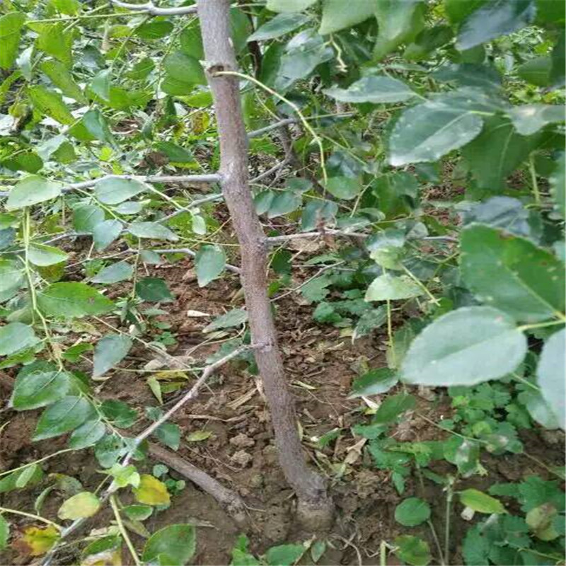 大王枣树苗种植基地 优质枣树苗品种 嫁接枣树苗 成活率高