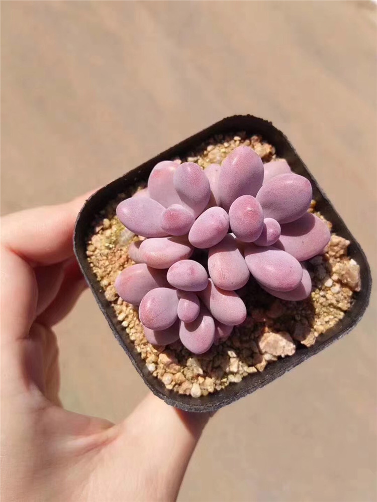 963精品多肉阳台品种批发 水光针桃蛋3头 品相美裸根发包邮多肉