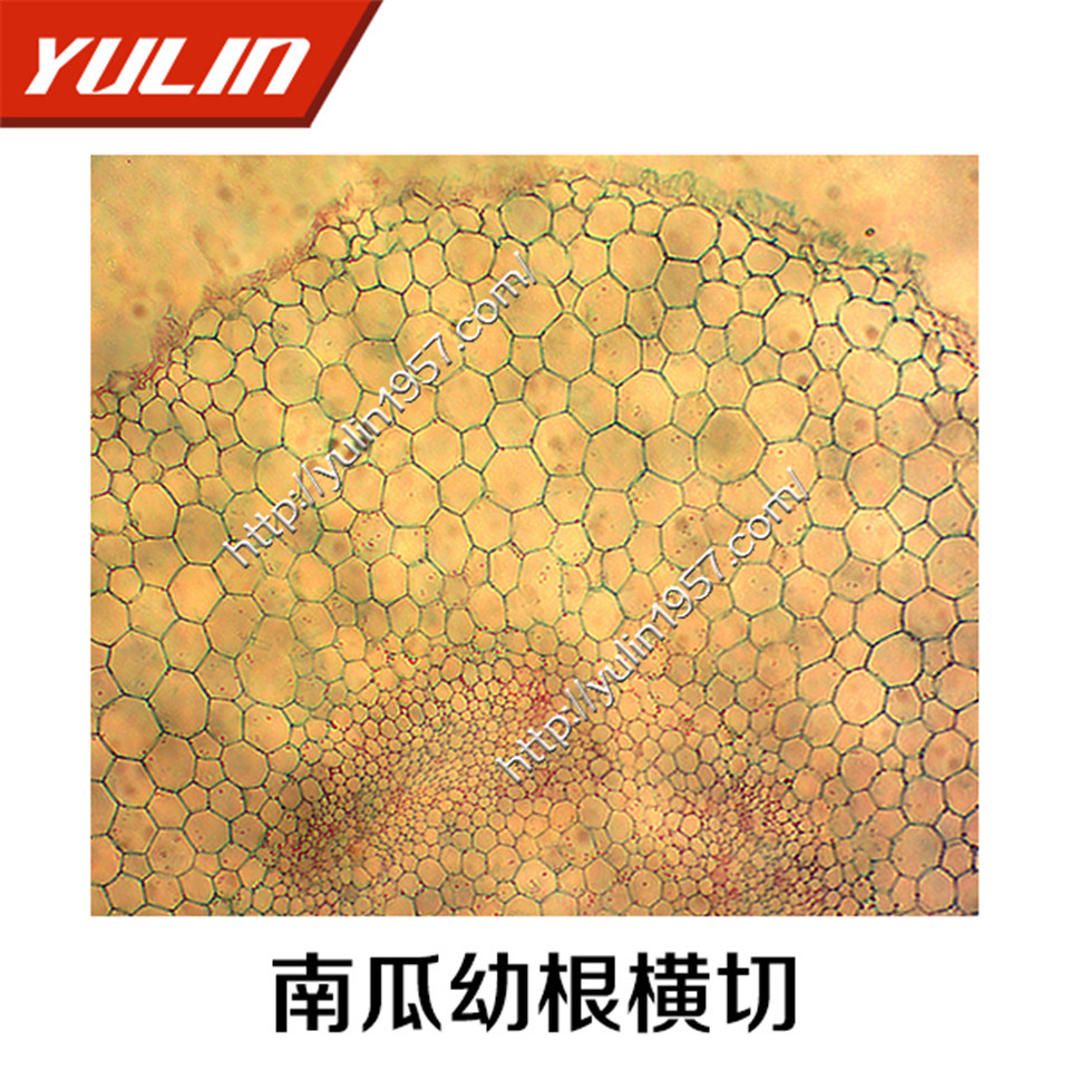 实验切片 教学仪器 高清晰显微镜玻片 高教玻片 南瓜幼根横切