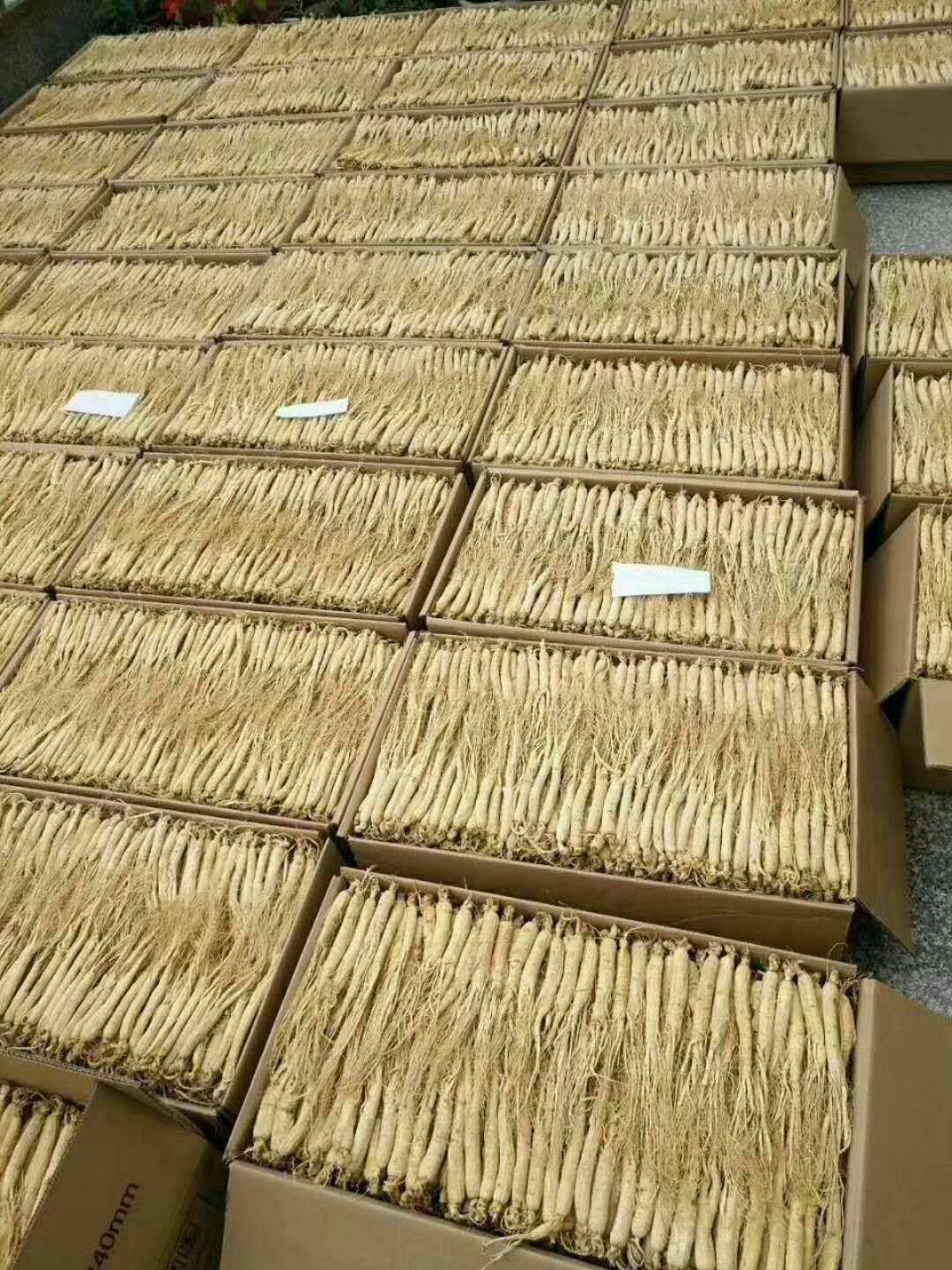 人参 白参 生晒参 一件代发