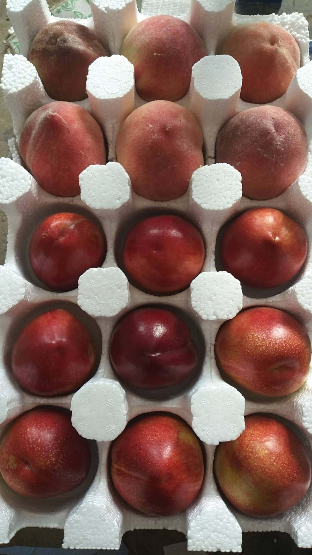 新鲜桃子 现摘现发 突围水蜜桃,油桃双拼 5斤包邮