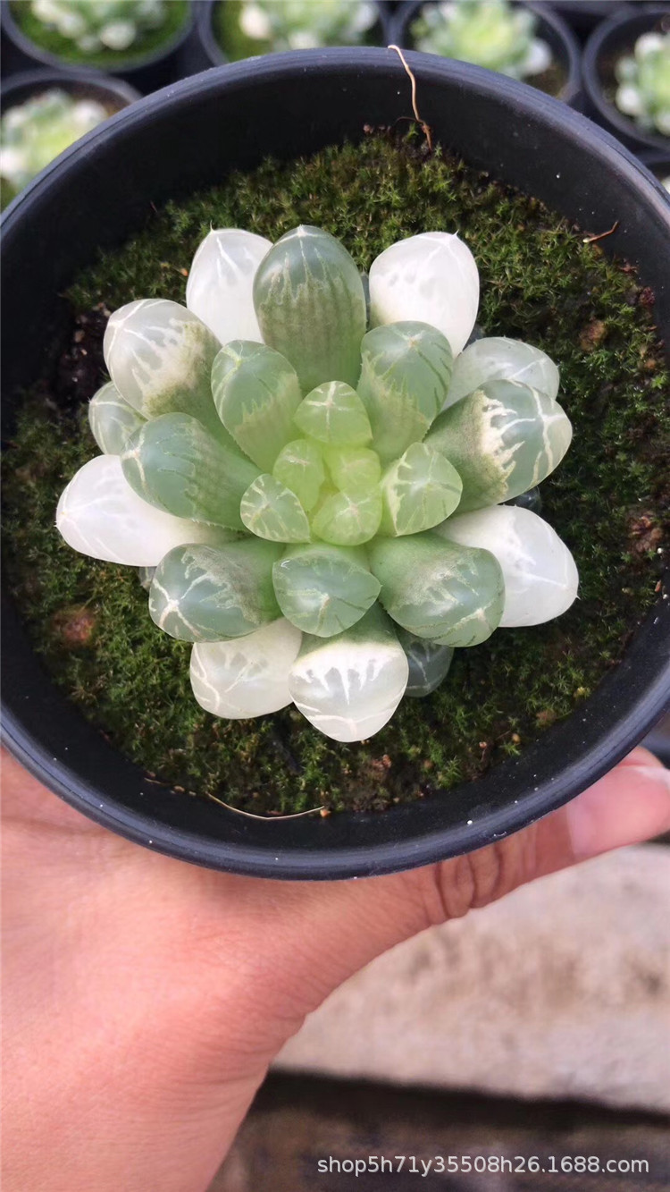 094山东进口多肉植物盆栽批发 琥珀玉露多肉珍稀品种裸根发限量