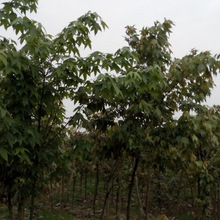 鸡爪枫种子 小叶鸡爪槭种子 红枫种子青枫种子 元宝枫种子 易种植