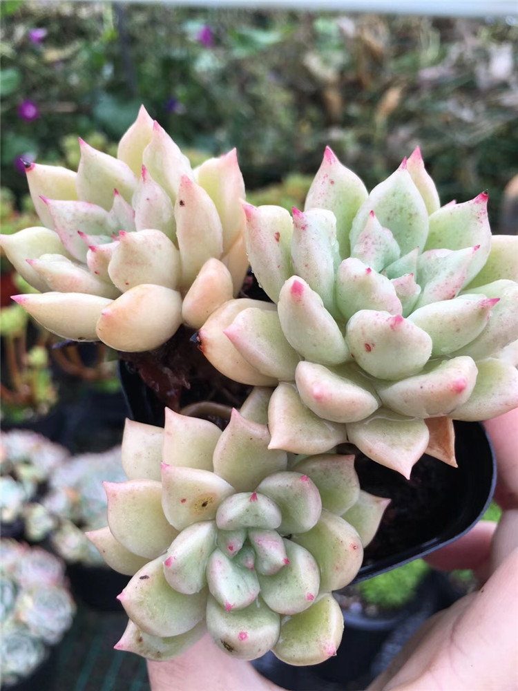 璀璨3头品相实拍多肉品种限量 - 阿里巴巴