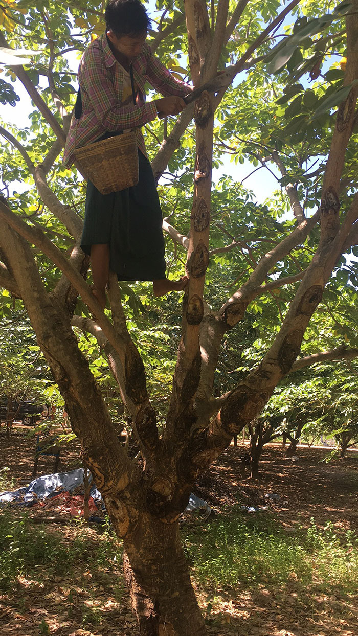 拉丝雪燕 野生植物燕窝搭配桃胶皂角米 拉丝好产地直销 一手货源