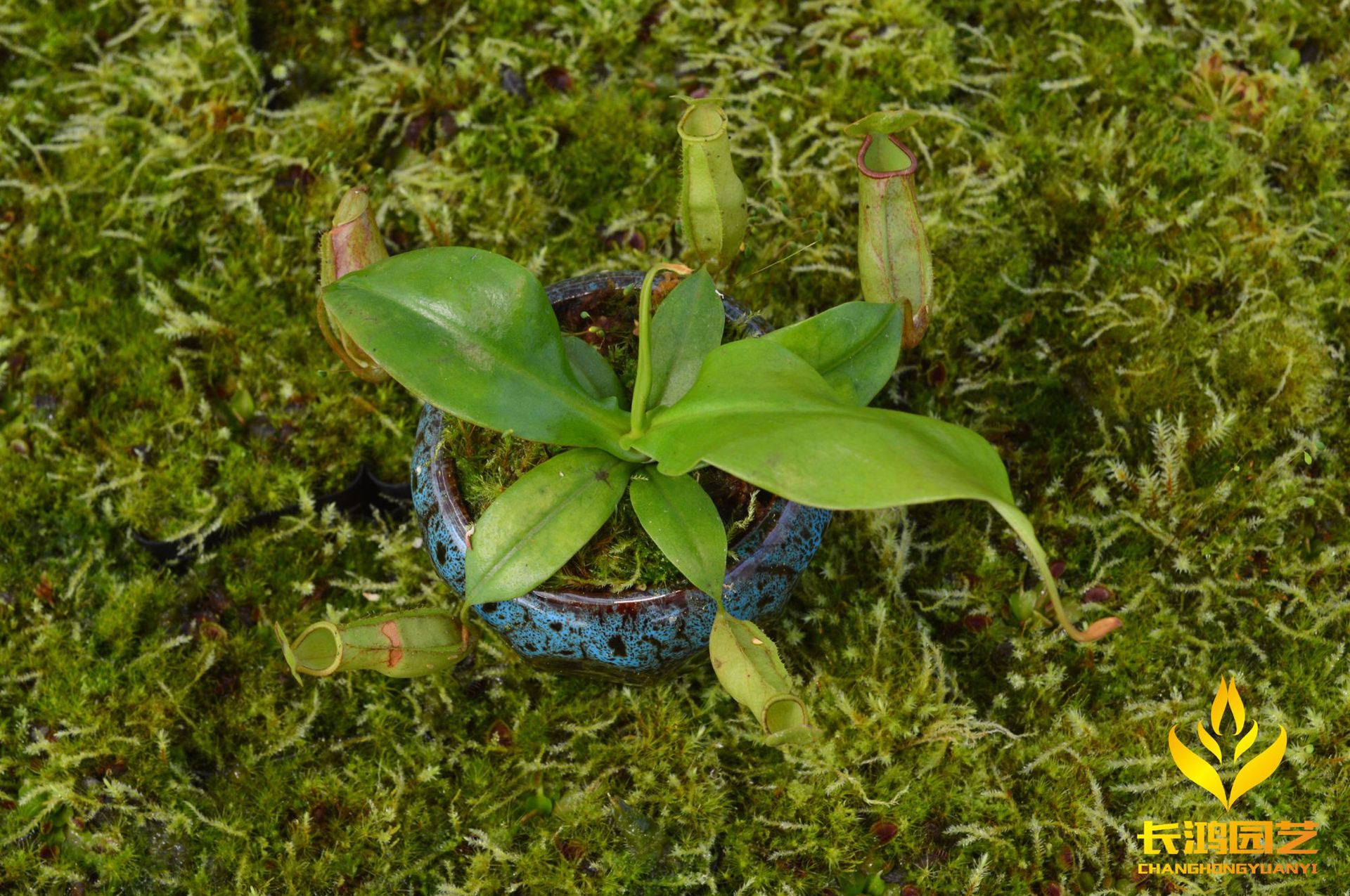 盖亚猪笼草 食虫植物 基地直销 种苗批发绿植花卉盆栽【小苗】