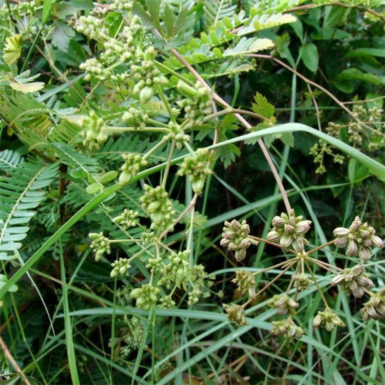散装前胡种子 优质鸡脚前胡 官前胡 山独活种子 白花前胡种子批发