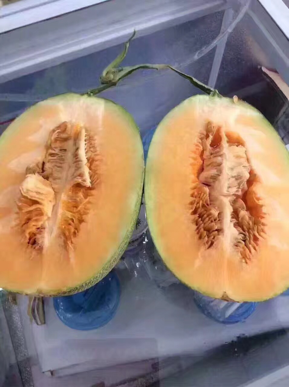 西州蜜25号新疆发货2018年新瓜代理