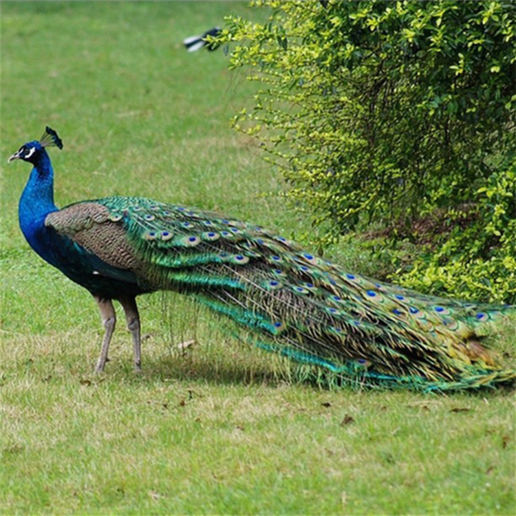 孔雀养殖场 孔雀养殖技术教学 孔雀好养吗 全国发货量大包邮