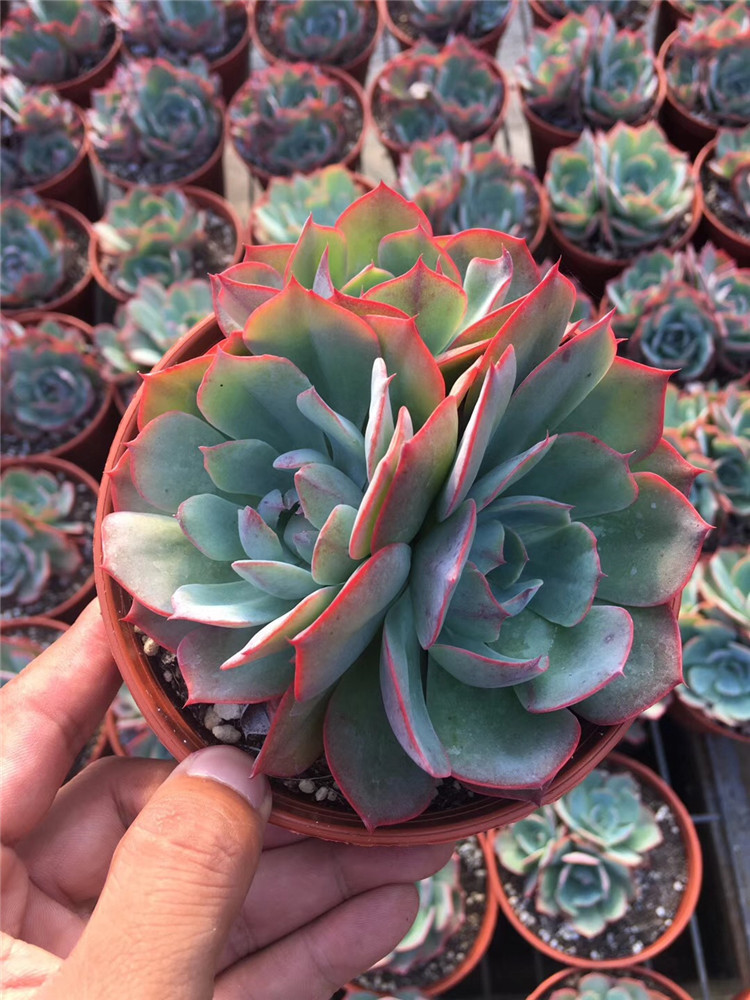 033多肉阳台植物基地批发 阿美星2-3头盆12cm多肉品种 裸根发特价