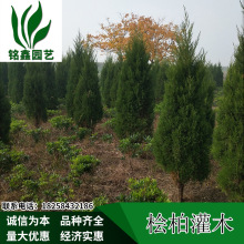 2023新式环保园艺植物花卉   美观简约园林花卉  桧柏灌木批发