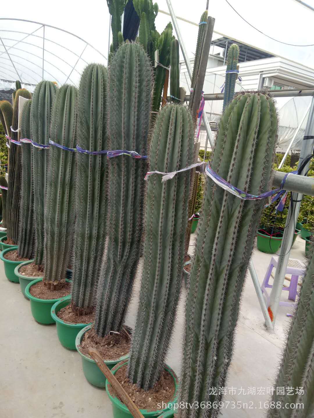 武伦柱幸福柱摩天柱武轮柱狼牙棒仙人掌仙人球沙生植物多肉植物