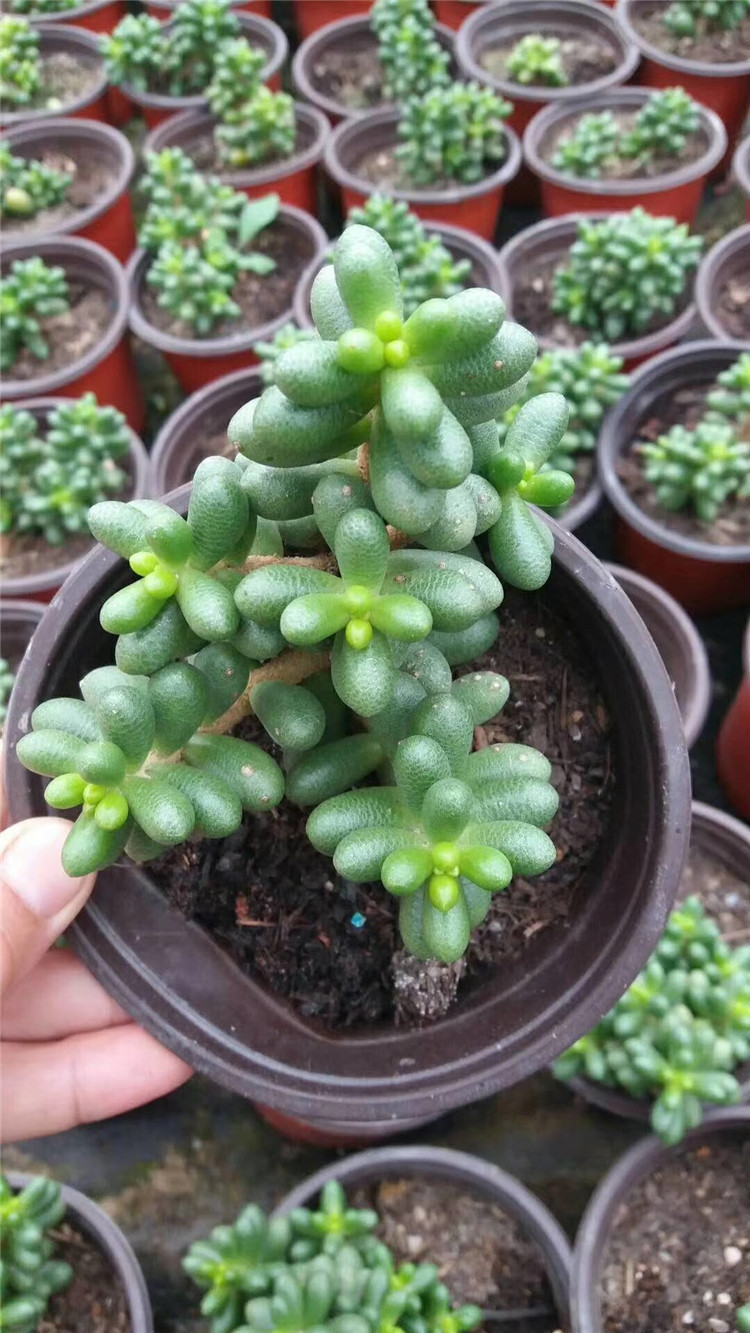966多肉植物盆栽基地批发绿龟卵群老桩品相实拍发多肉品种裸根发