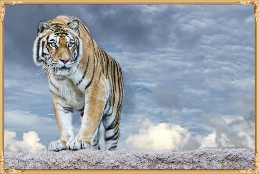 新款 十字绣5d钻石画 亚马逊速卖通爆款 老虎 厂家直销