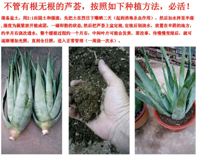 库拉索芦荟苗基地直销绿植食用美容大芦荟盆栽多肉室内室外防辐射