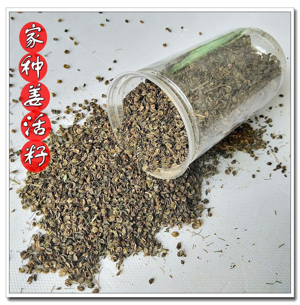羌活籽