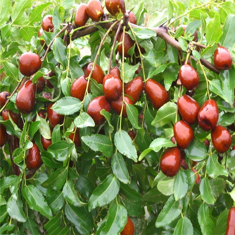 批发现挖现卖枣树苗 嫁接青枣苗 当年结果新疆和田玉枣树苗