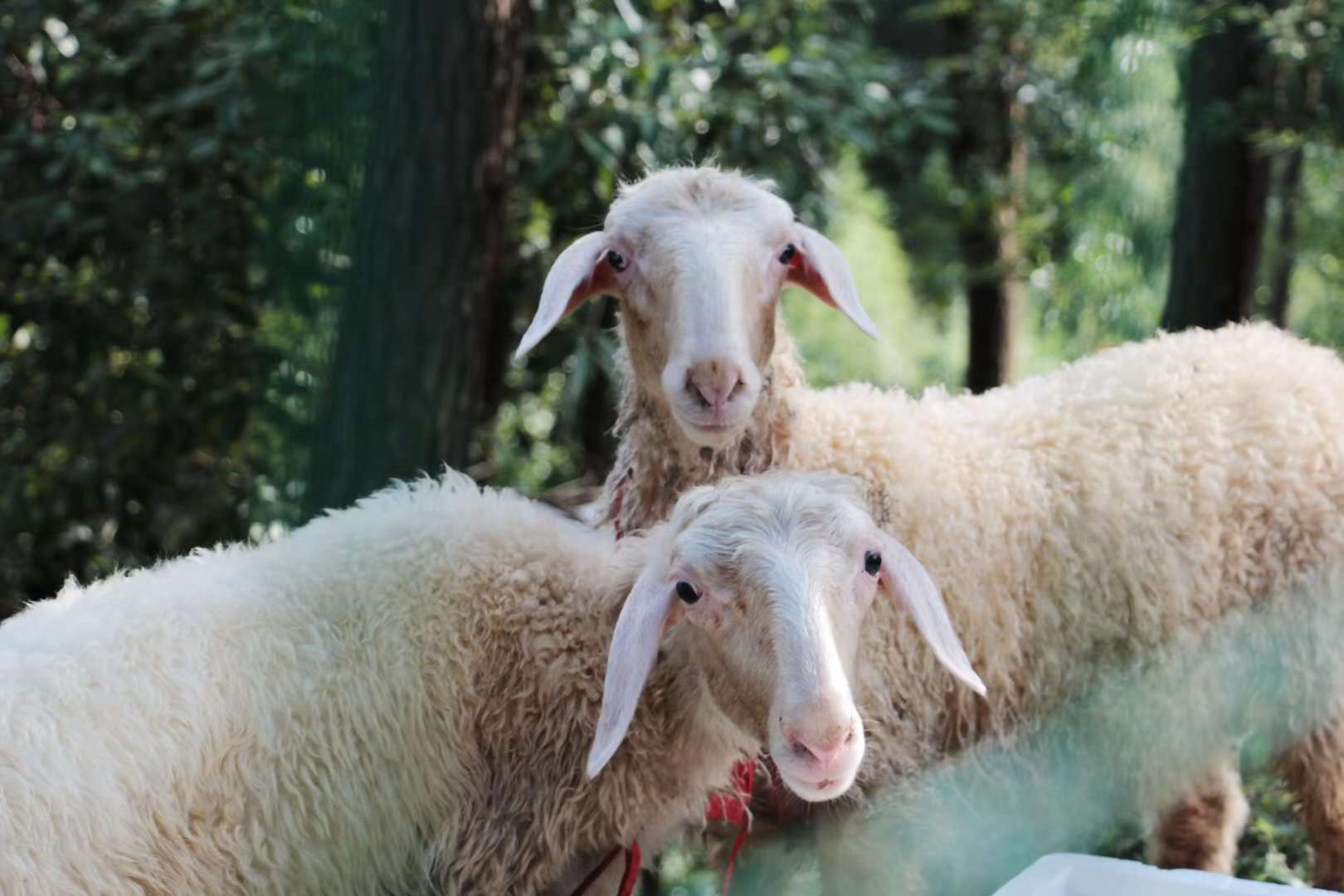 小羊烤全羊  湖羊羔羊 毛羊 提供屠宰 仅供江浙沪 1000元每只起售