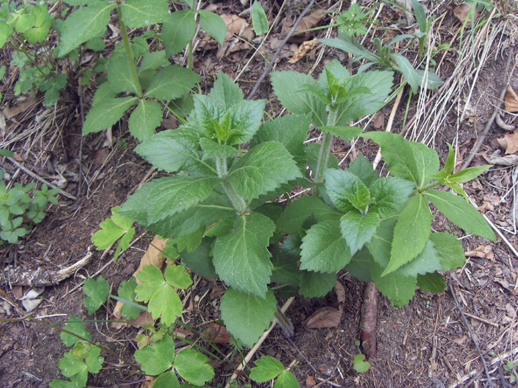 批发各类新采收种子 南沙参种子价格 中草药材 发芽率高