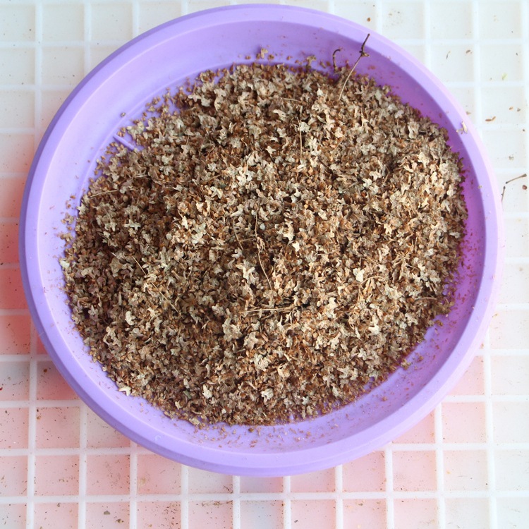 白桦树种子白桦种子 粉桦 桦皮树种子 桦树种子 桦木 桦皮树种子