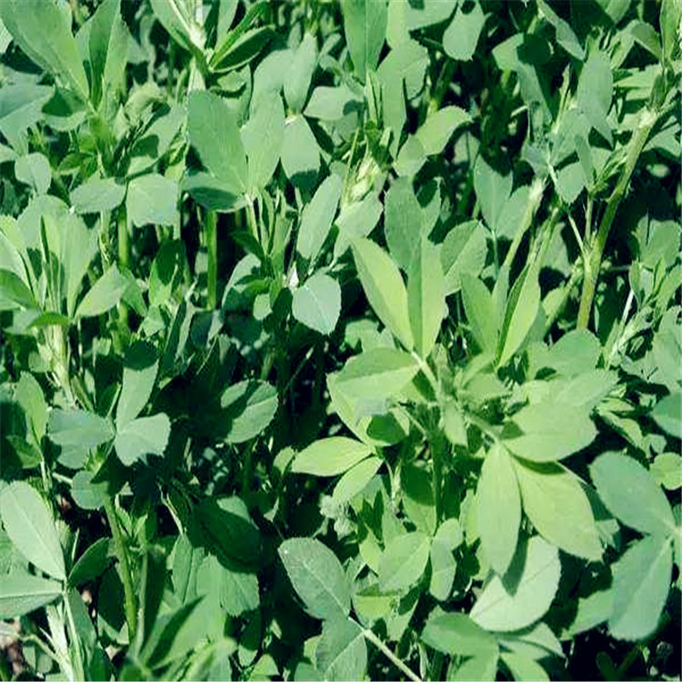 旺旺联系加工定制是品牌立威型号lw生产能力定制(瓶/分)输送带宽度