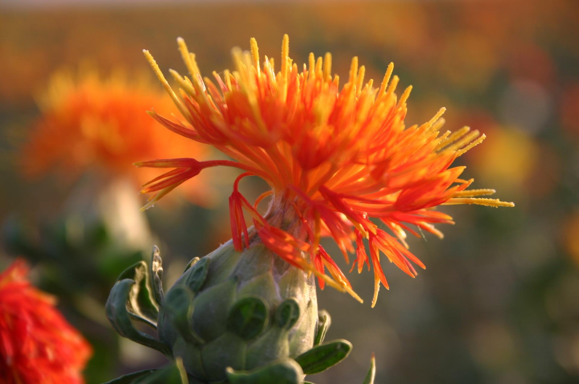 红花提取物 10:1 陕西慧科厂家现货直销 量大从优 现货包邮