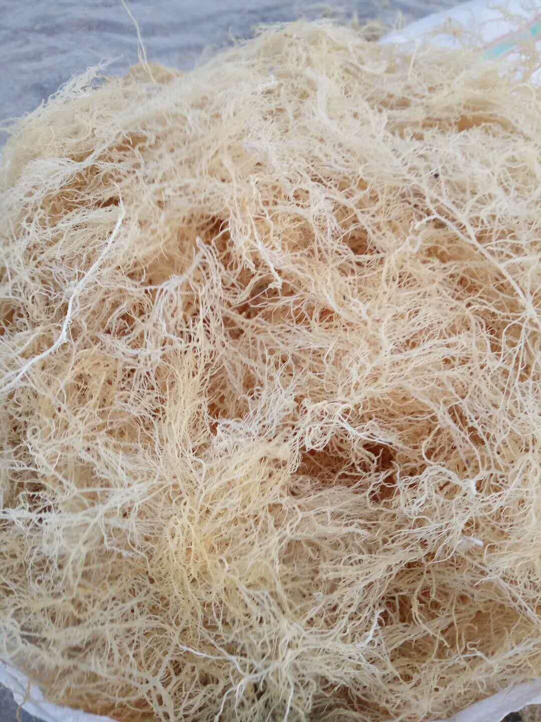 野生龙须菜干货批发干制品腌制干鹿角菜 麒麟菜藻类海花菜石花菜