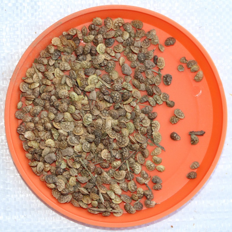 供应牧草种子 红豆草种子 又称牧草 驴食豆发芽快