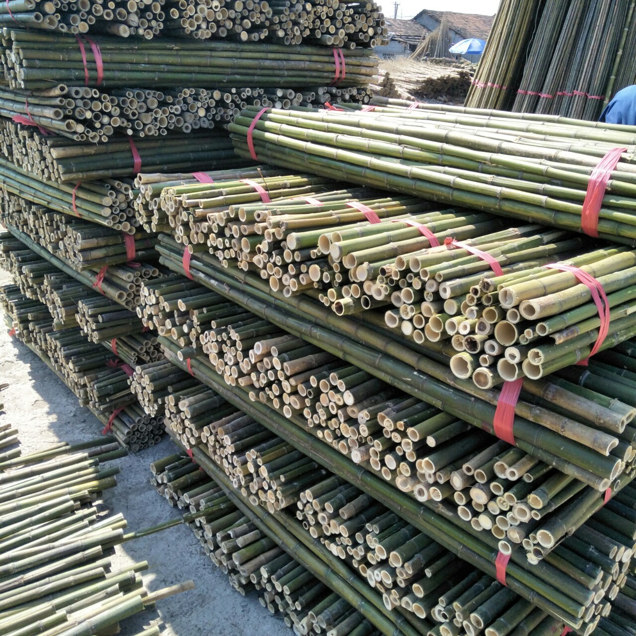 批发优良新鲜上市树木支撑竹竿 竹杆 毛竹