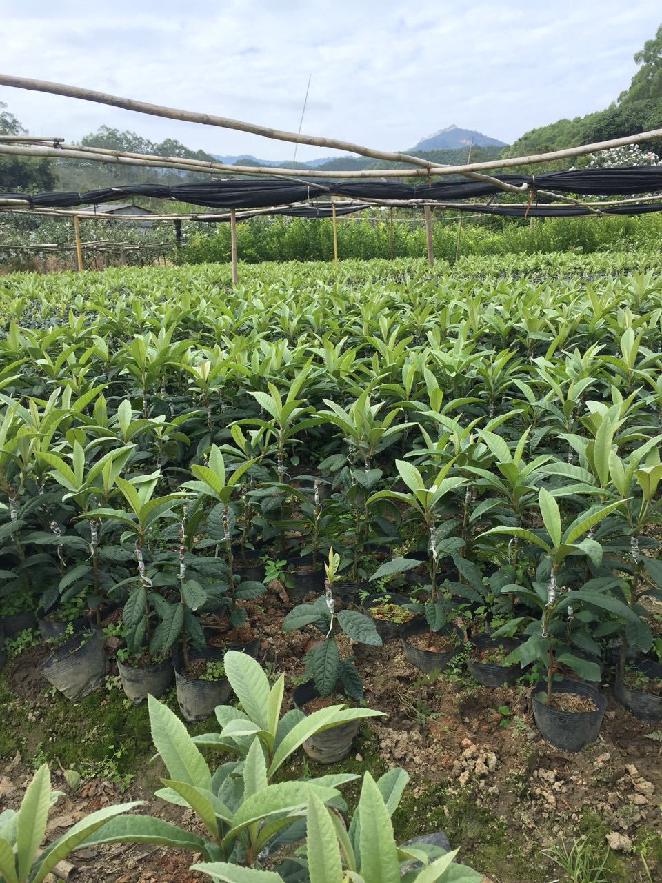 早中六号枇杷嫁接苗 福建优质早熟枇杷苗 南方热带果树苗木 批发