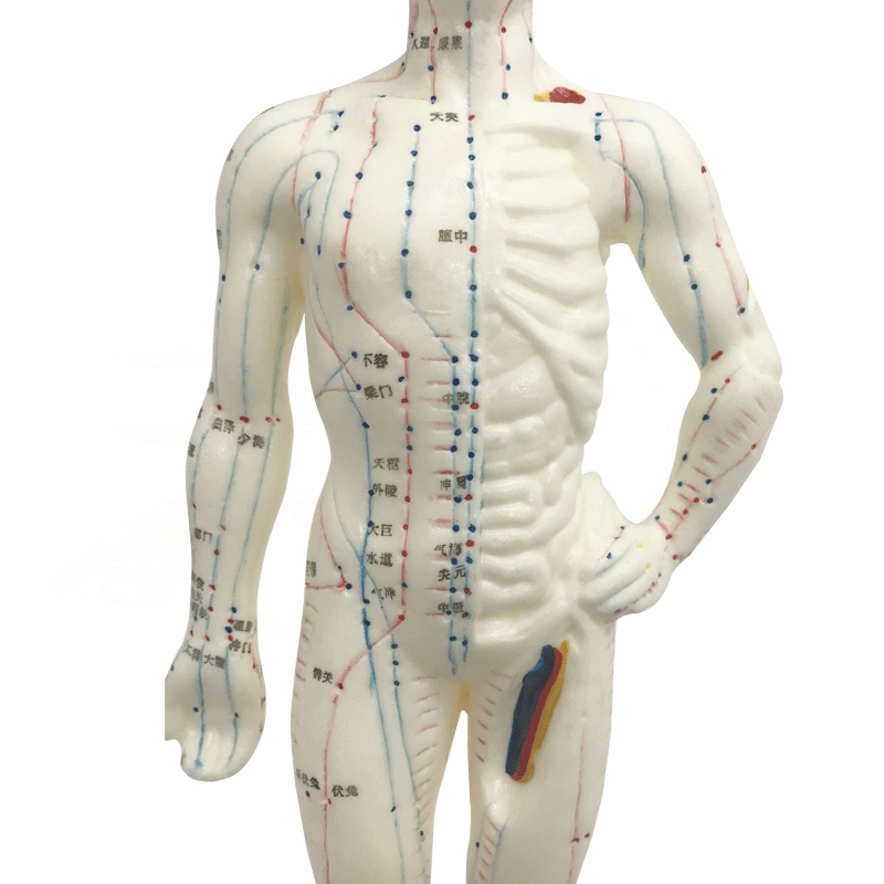 针灸人体模型针灸小人拔罐26CM针灸穴位模型人体经硅胶人体模型