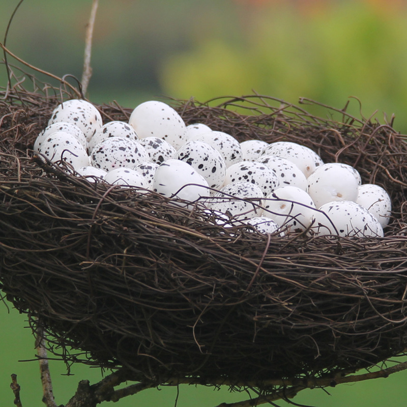 仿真小鸟蛋金蛋鹌鹑鸽子蛋模型写生绘画道具微景观摆设