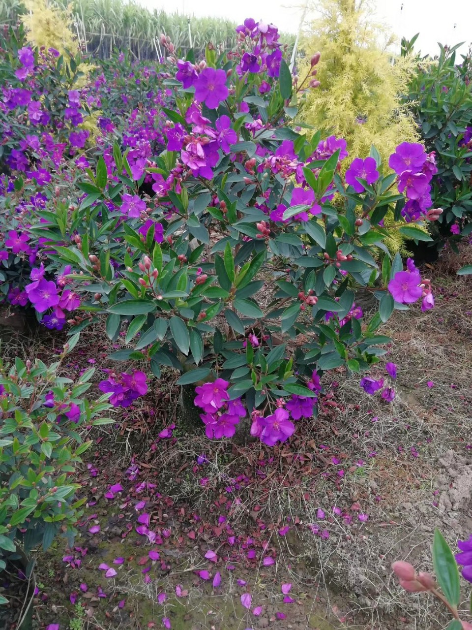 基地批发供应角茎野牡丹112米高袋苗花灌木花海