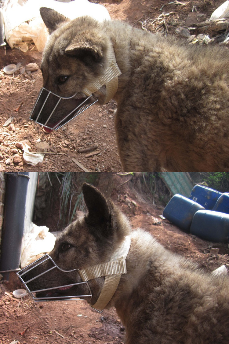 不锈钢狗嘴罩 狗嘴笼 防咬叫可饮水狗嘴套金属大中型犬金毛宠物用