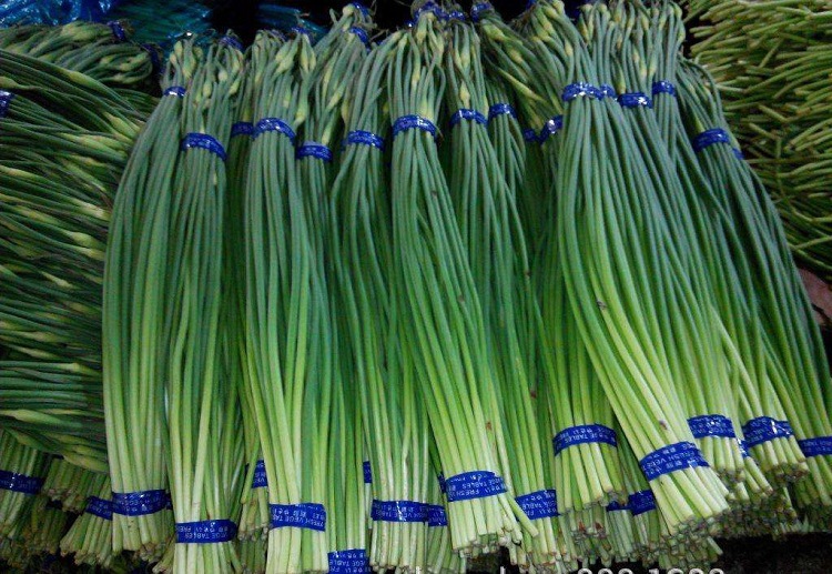 厂家大量供应金乡蒜薹 保鲜速冻蔬菜精品蒜苔 农产品代加工