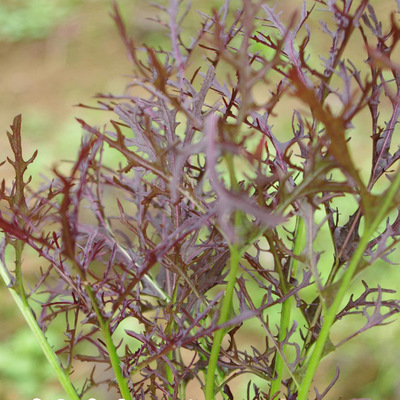 优种网种子批发专卖 紫晶 紫色京水菜种子 生长势强—10克