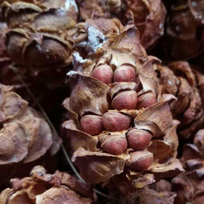 18年新松塔松果松鼠松子魔王松鼠食物雪地500g粮食买3送1斤