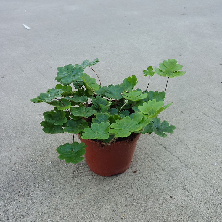 【基地直供】批发绿云蕨(80)苔藓背景植物奇趣耐阴好养植物