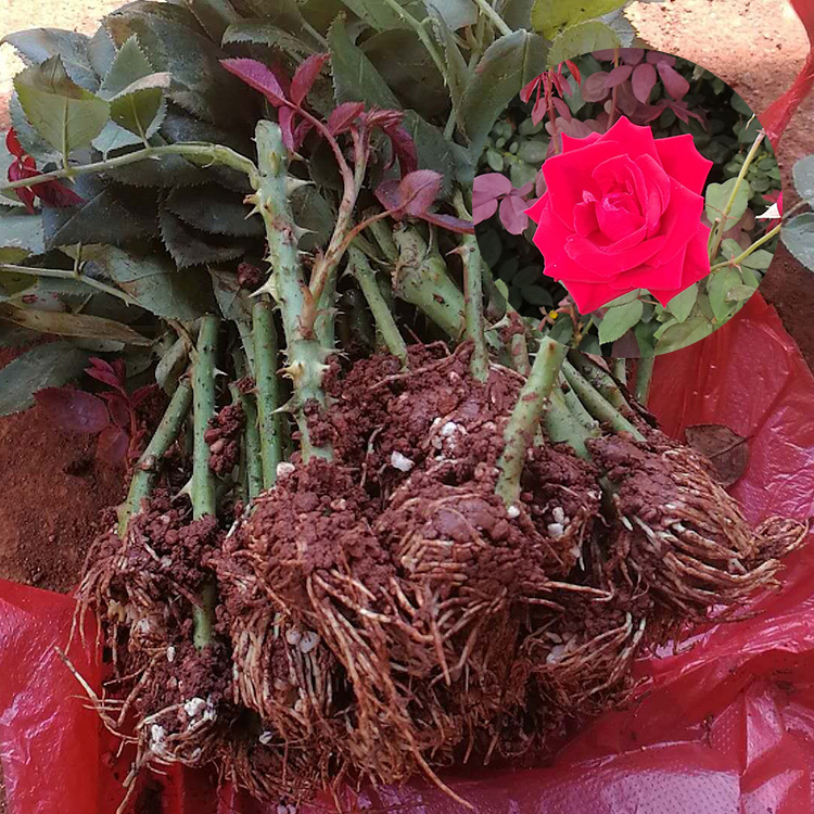 昆明玫瑰苗批发 墨红食用玫瑰花种苗 花卉种苗 盆景绿化工程小苗