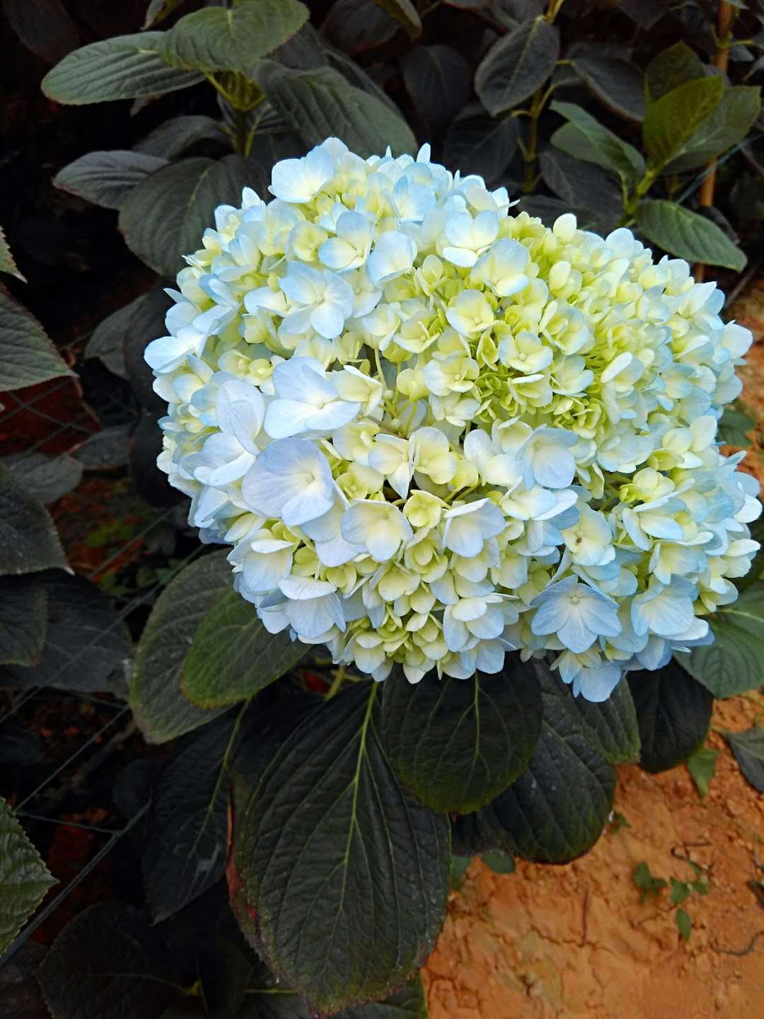 基地供应单瓣鲜切绣球花苗家庭园艺花圃绣球花苗魔幻绣球落叶花苗