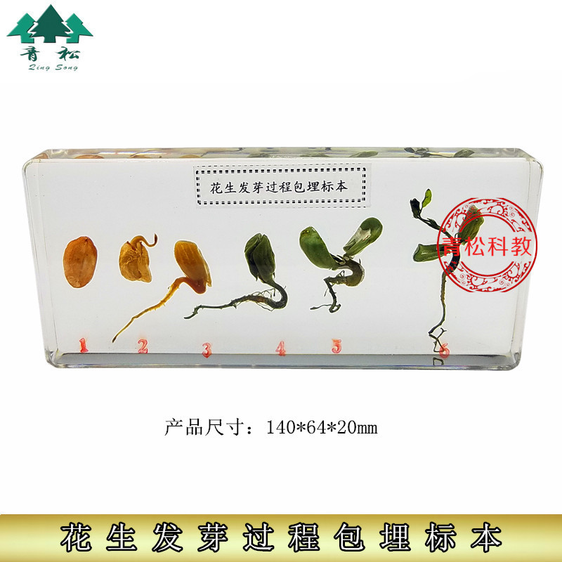 教学人工琥珀中小学教材本认知玩具生物教学包埋花生发育生长标本