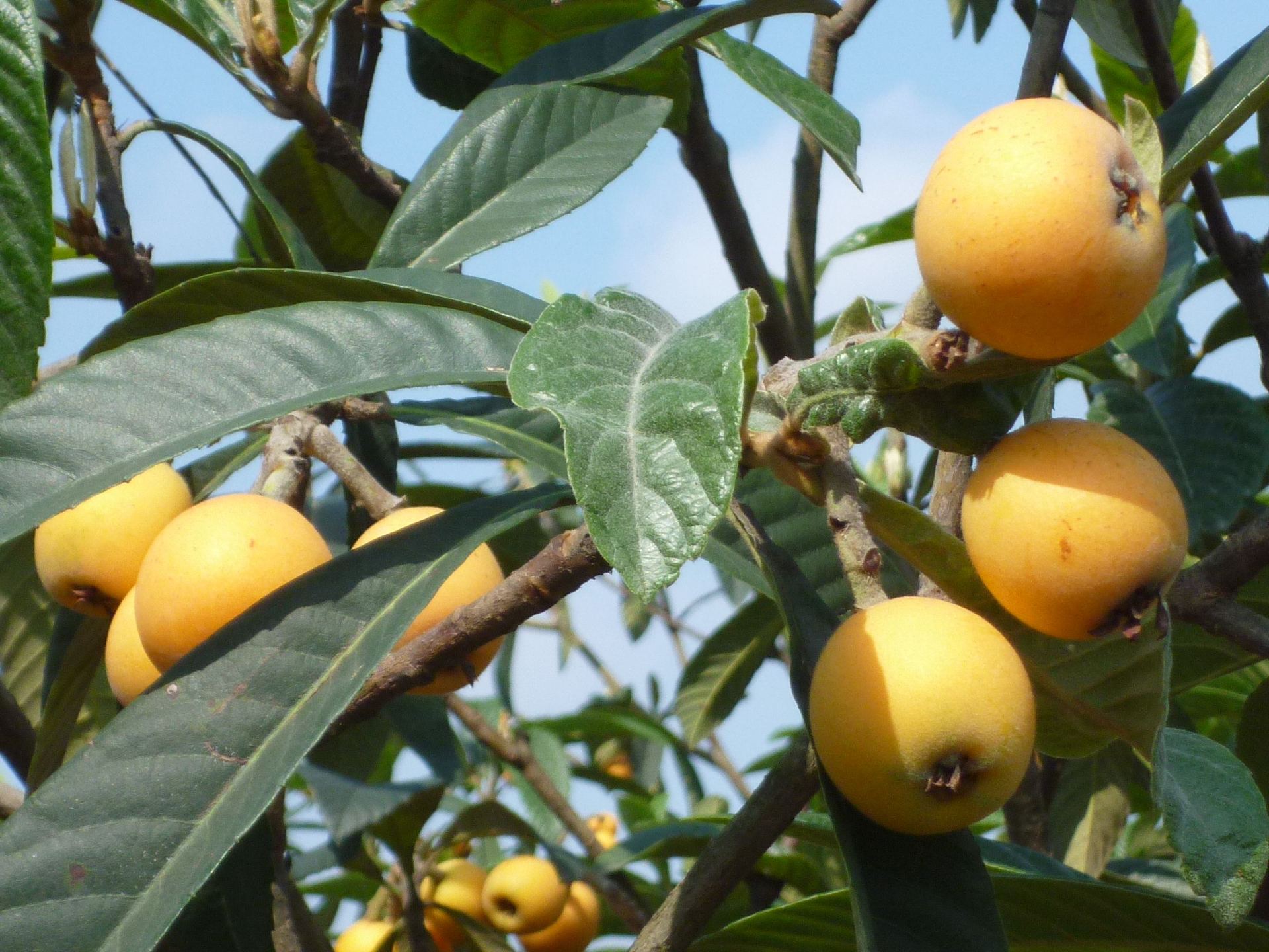 白枇杷树苗 白沙一年生正宗嫁接果树苗木白荔枝果树适合南方种植