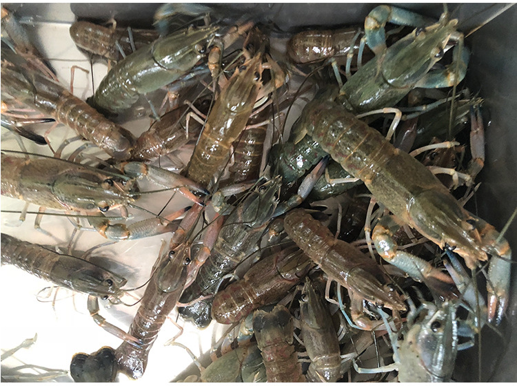 现苗供应 澳洲淡水小龙虾苗 鲜活虾类 蓝色澳虾 鱼苗养殖批发
