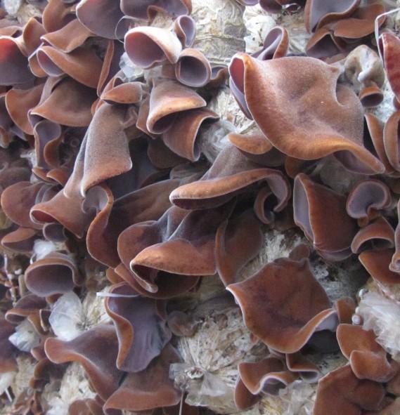 木耳的种类有哪几种!