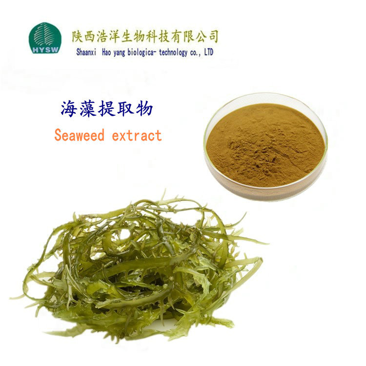 海藻多糖现货批发  海藻提取物  海藻蛋白粉 陕西浩洋 海藻图片