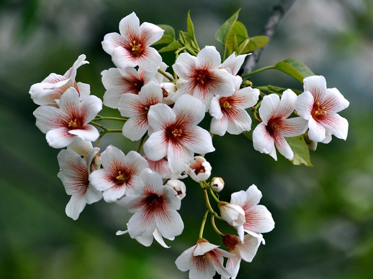 35(℃)繁殖方式播种苗病虫害无等级1品种纯度98(%)包装方式简装盛花期