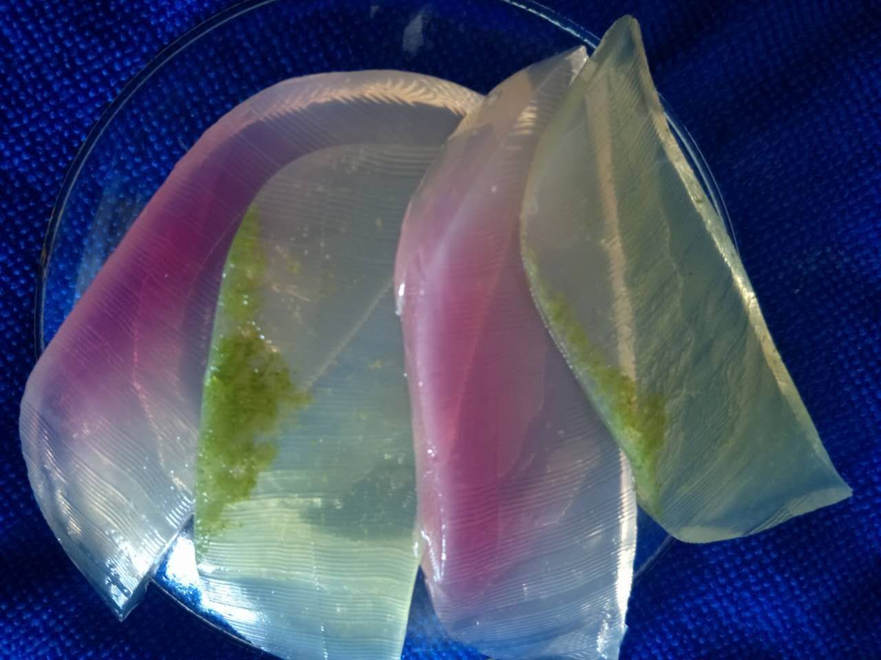 石花菜 牛毛菜 海冻菜 海藻凉粉菜 红石花菜 海石花 寒天琼脂原