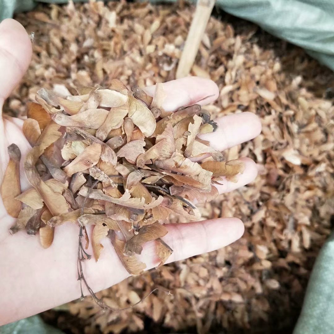 中药材蝴蝶草 肺形草 山蝴蝶