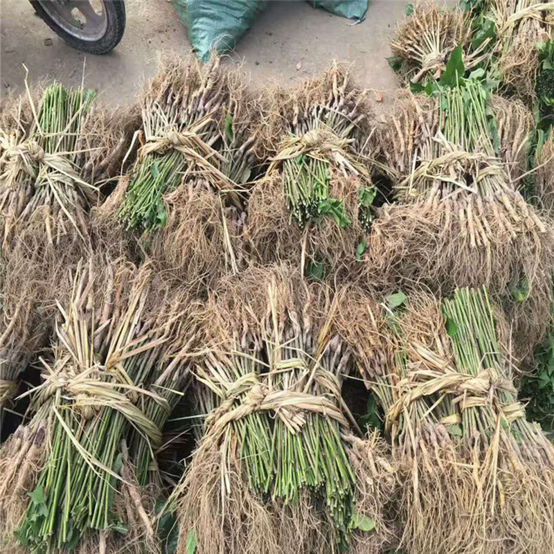 基地现挖现卖好成活台湾四季长果桑苗 价格低台湾四季长果桑苗